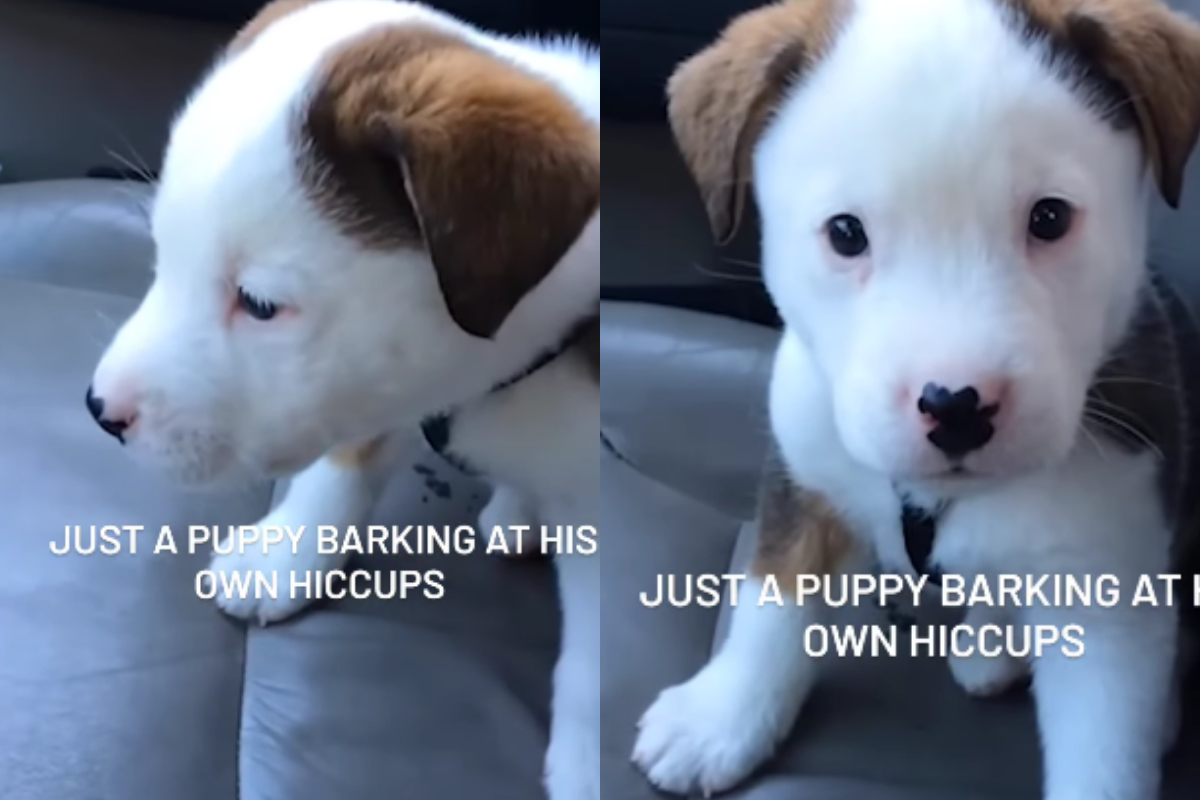 Adorable Puppy