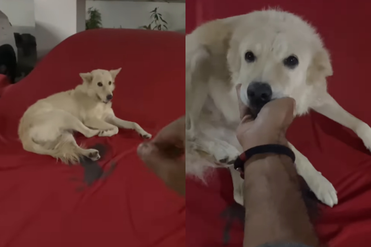 Stray Dog