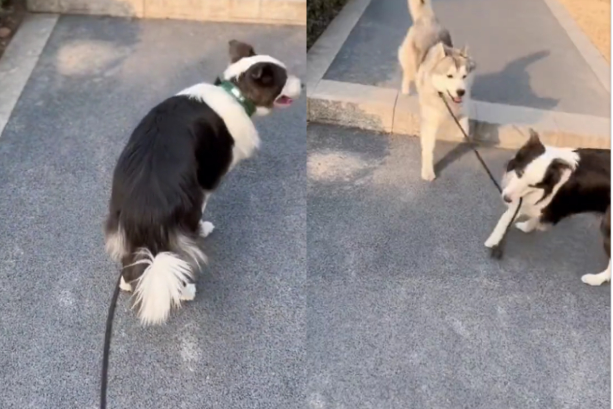 Border Collie