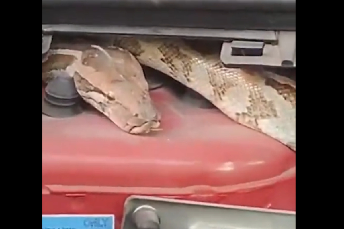 6-Foot Python
