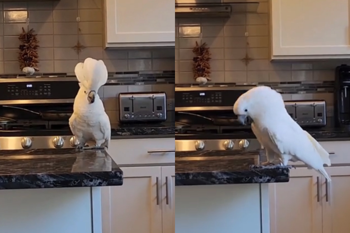 Cockatoo
