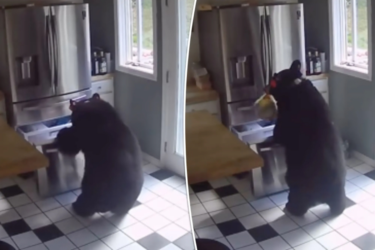 Black Bear