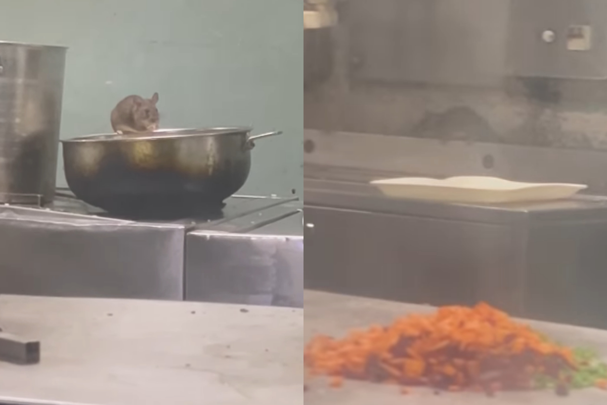 Rat
