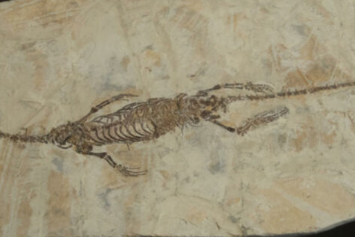 artefacts returned to China by Australia