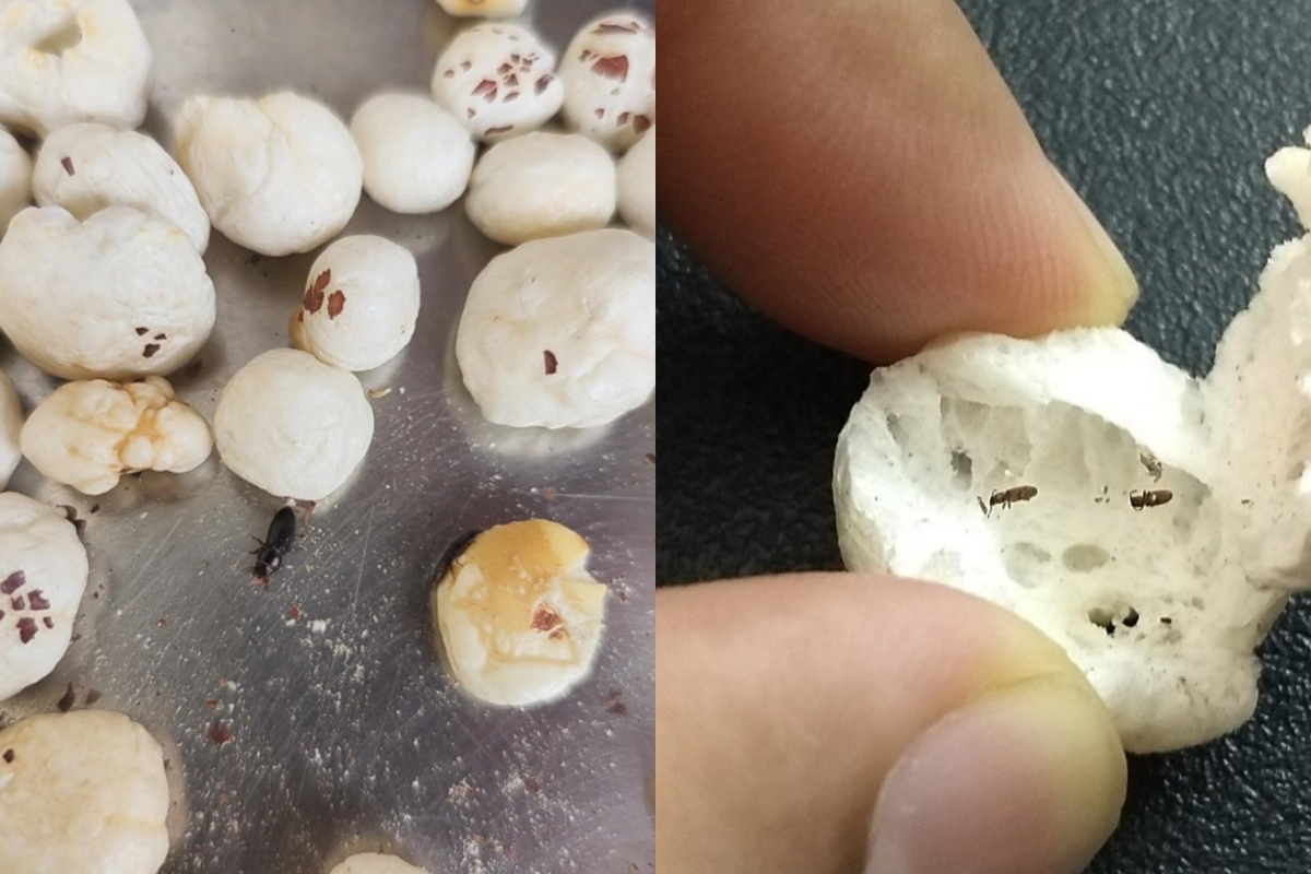 Insects in Makhana