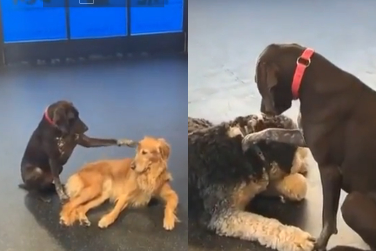 Dogs