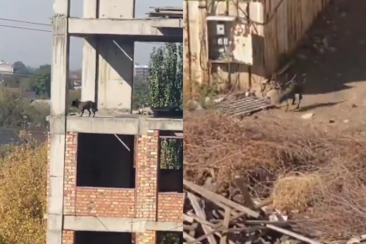 Dog