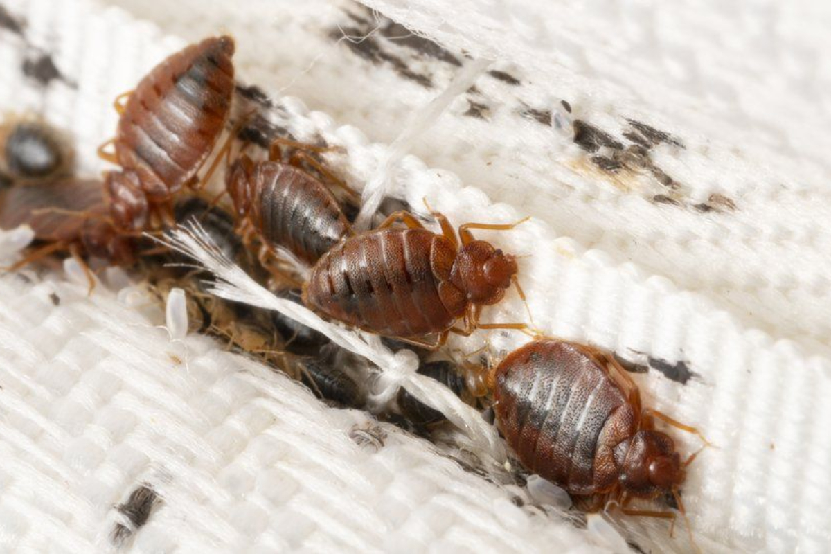 Paris School Infested with Bedbugs, Teachers Strike