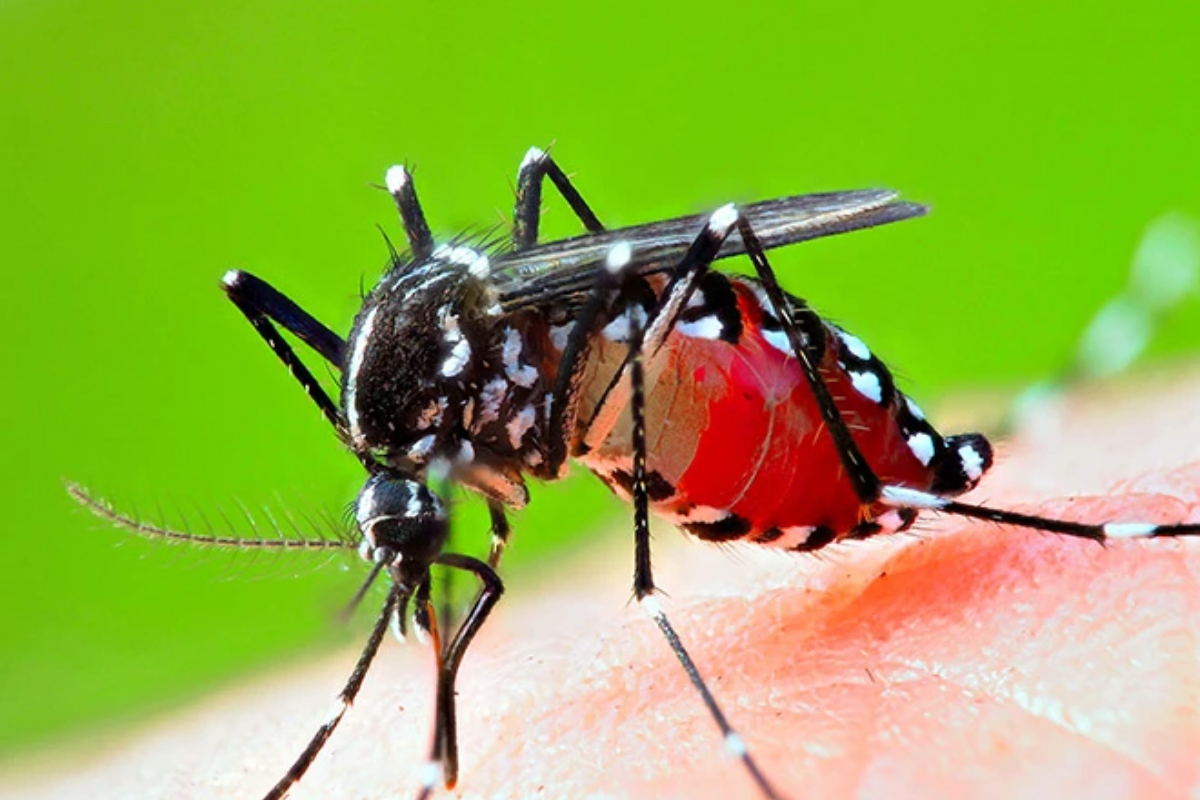 NIH Warns of Dengue Risk, Calls for Immediate Precautions
