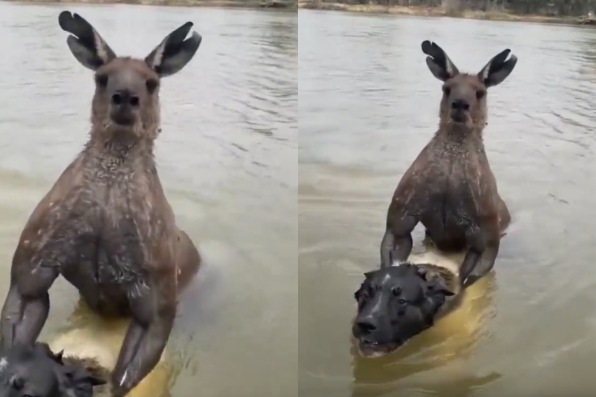 Kangaroo
