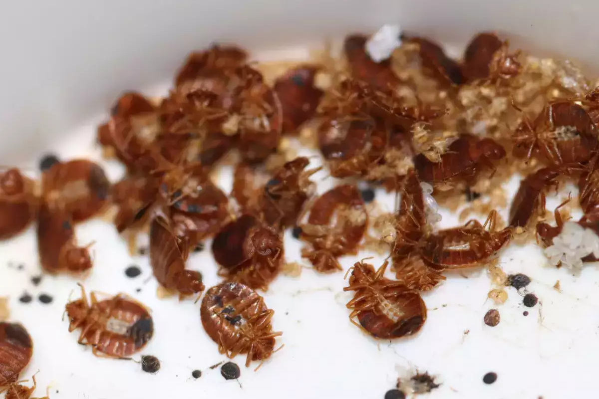 Paris faces bedbug outbreak