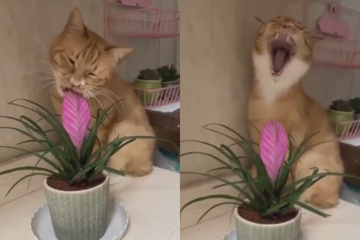 Cheeky cat