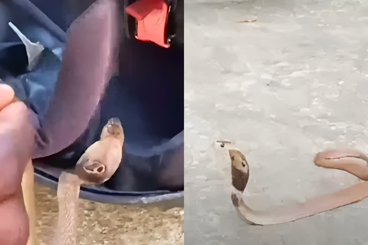 Cobra