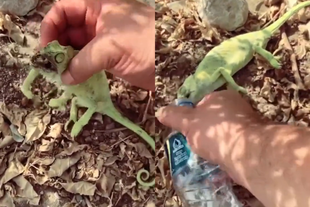 Chameleon