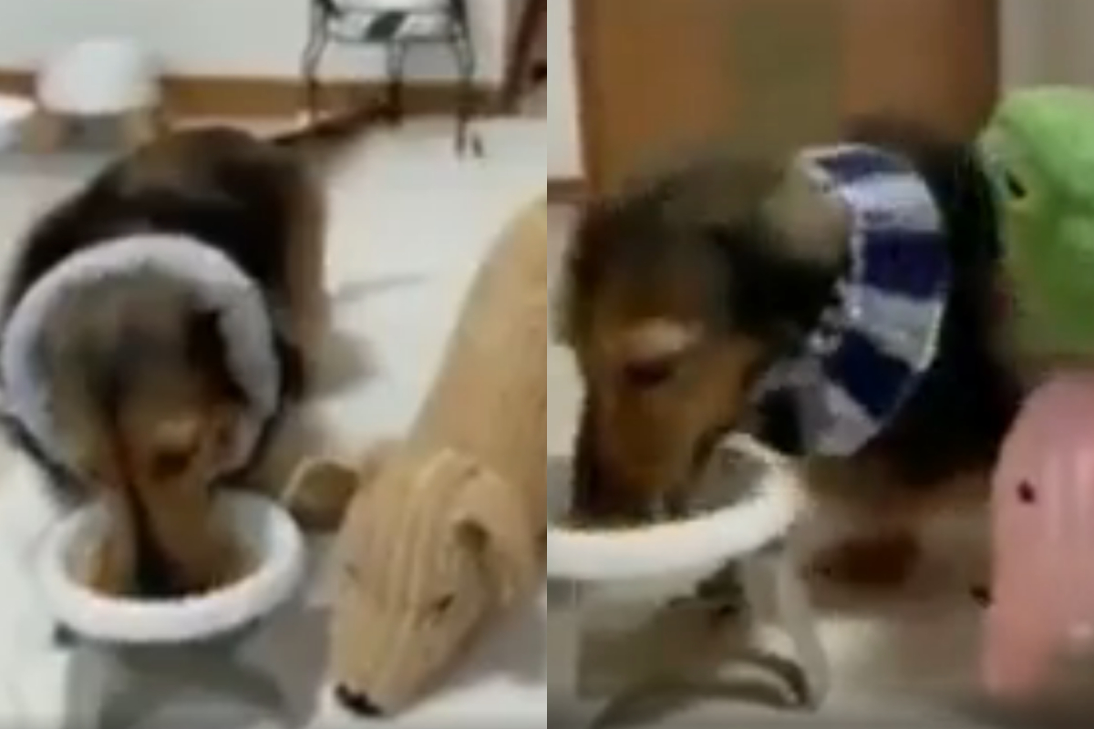 Dog
