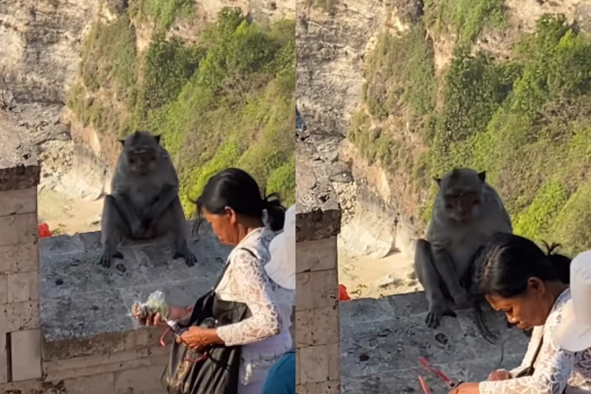 Monkey