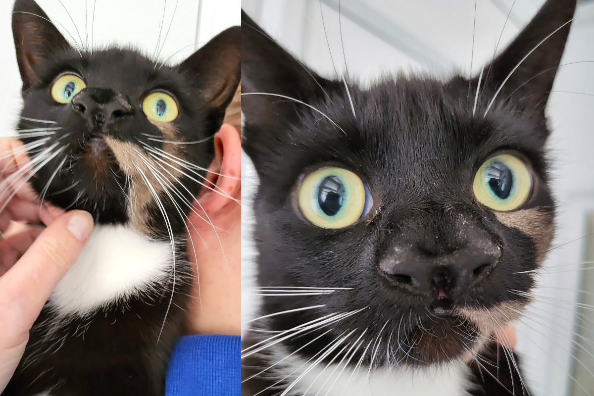 Cat with Two Noses