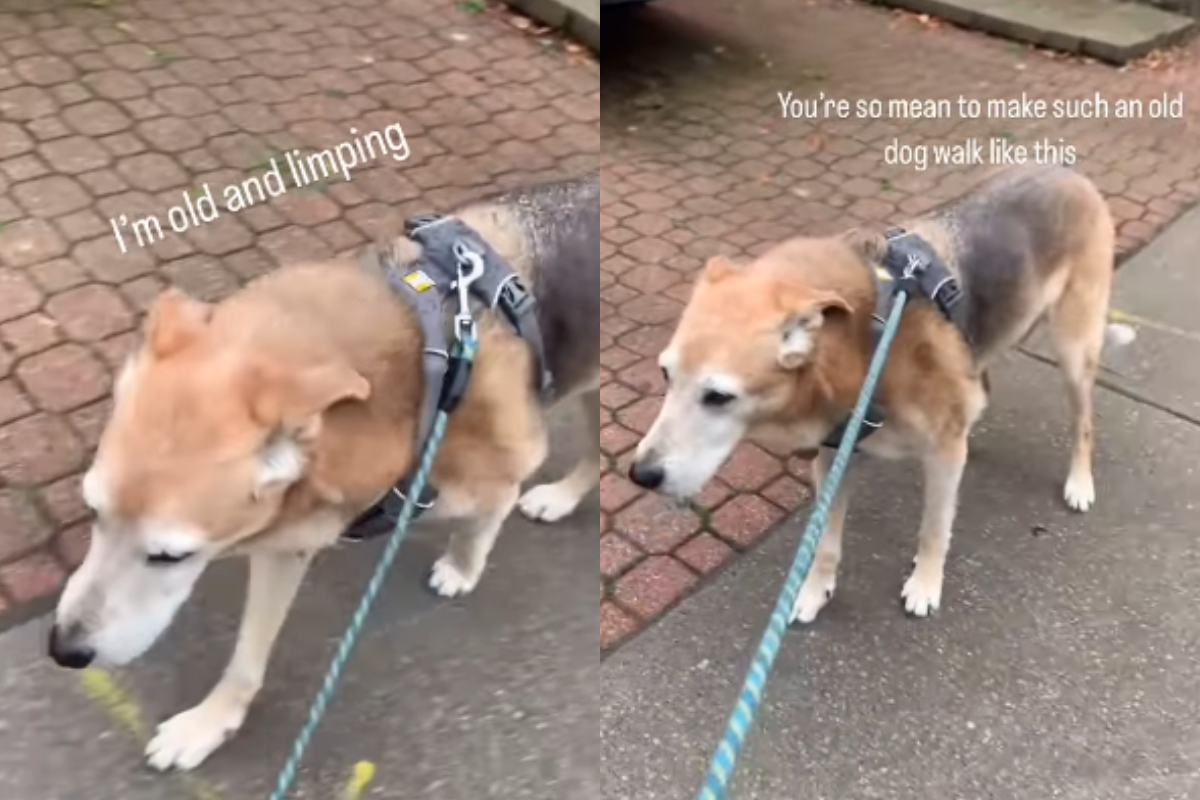 Dog