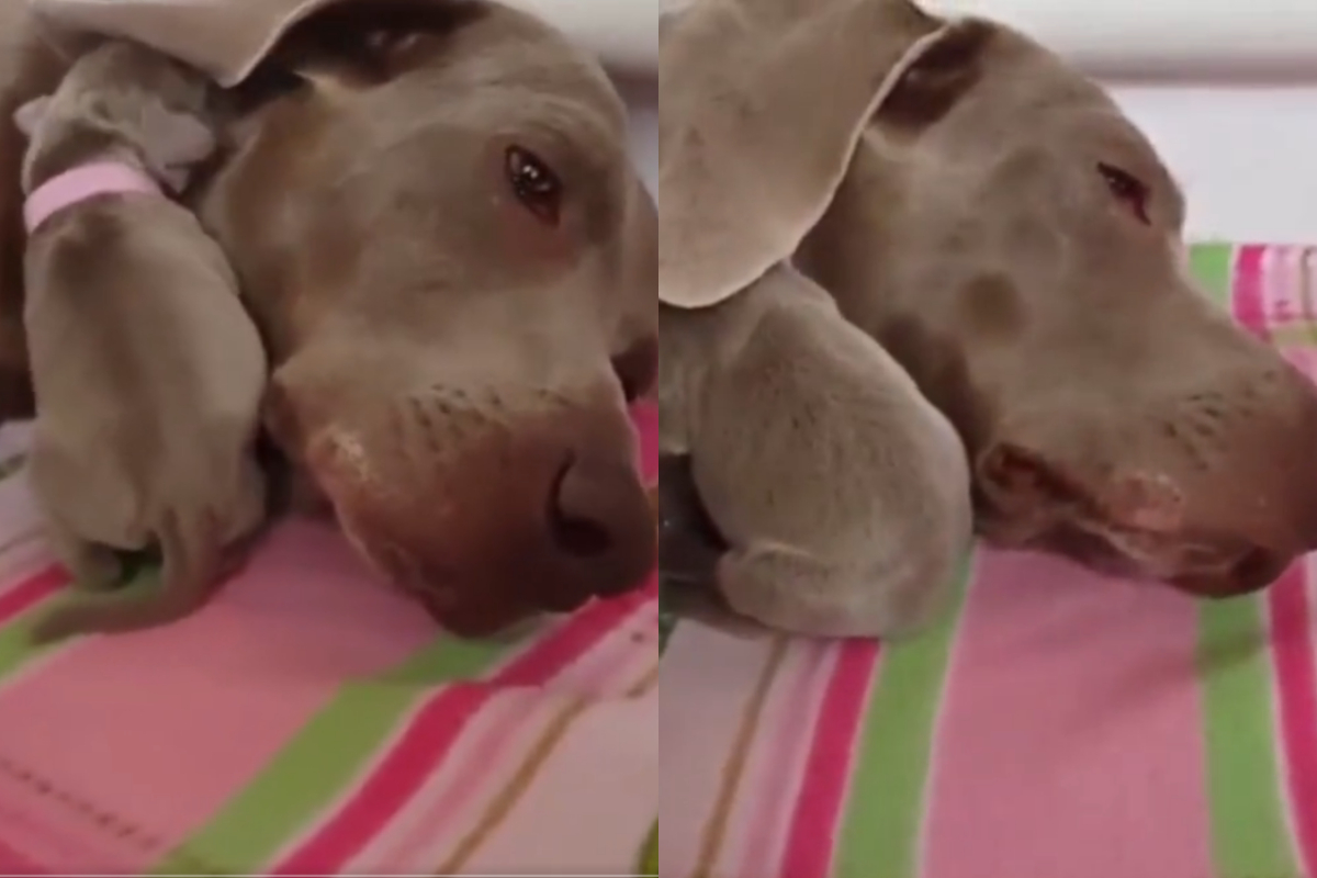 Puppy