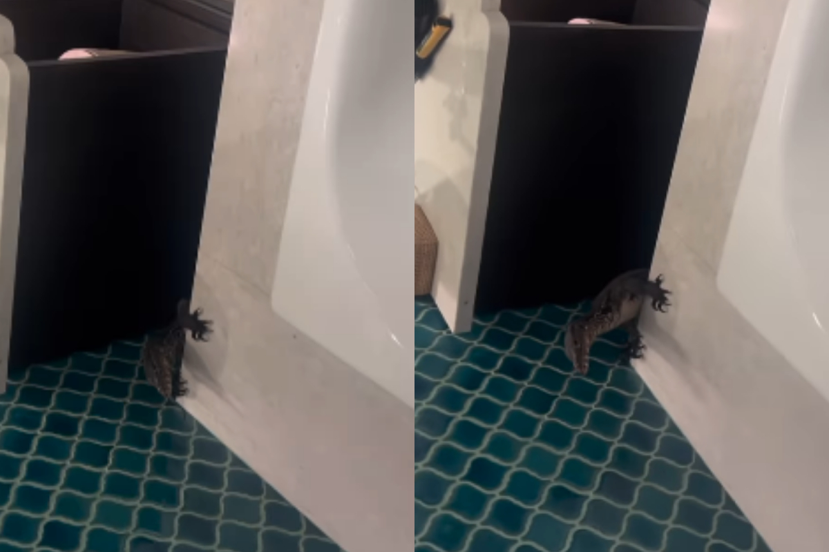 Giant Lizard