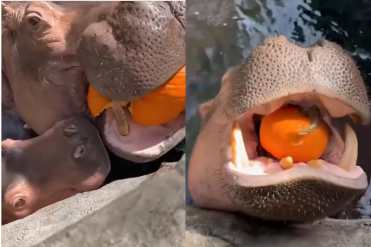 Hippos
