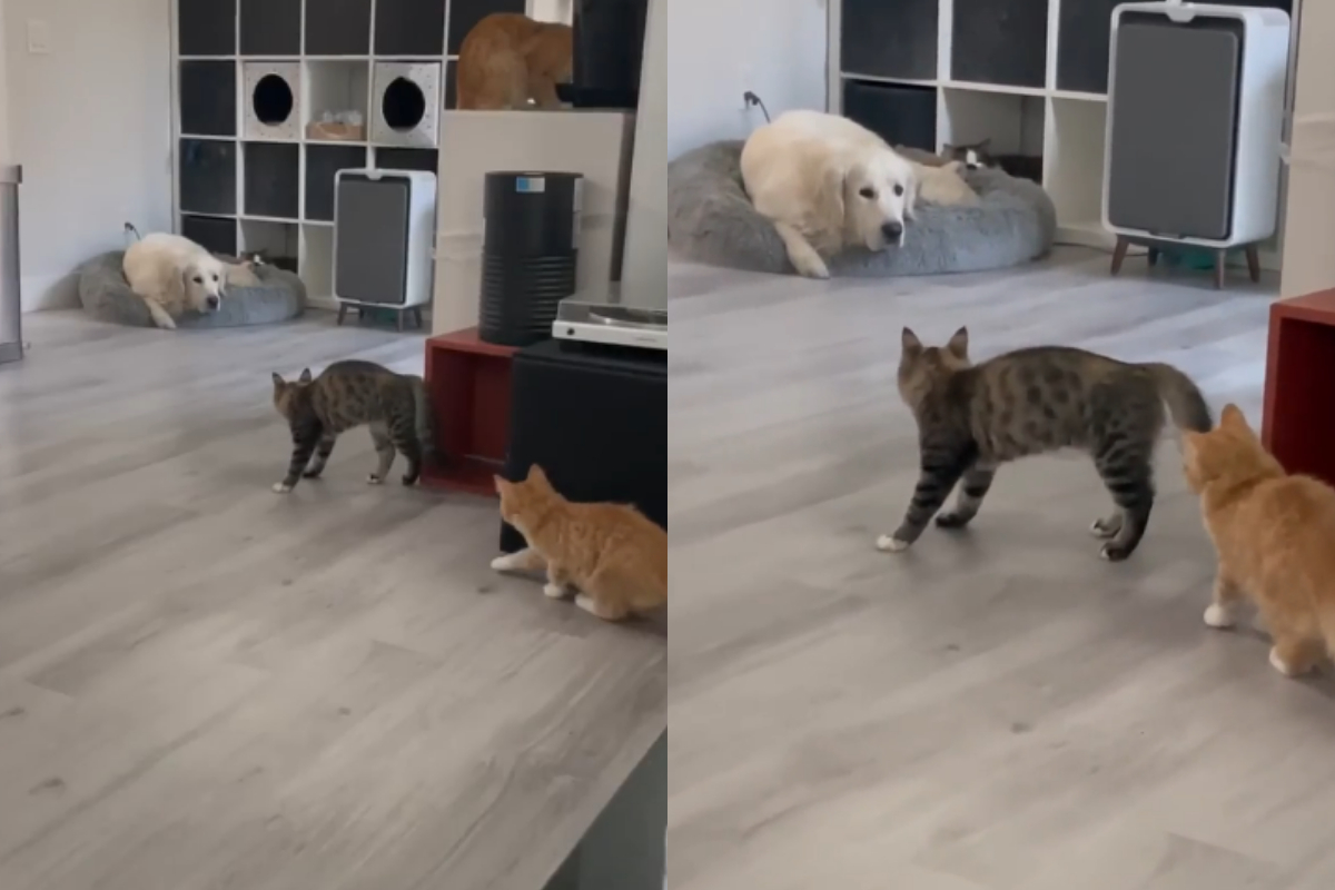 Cat