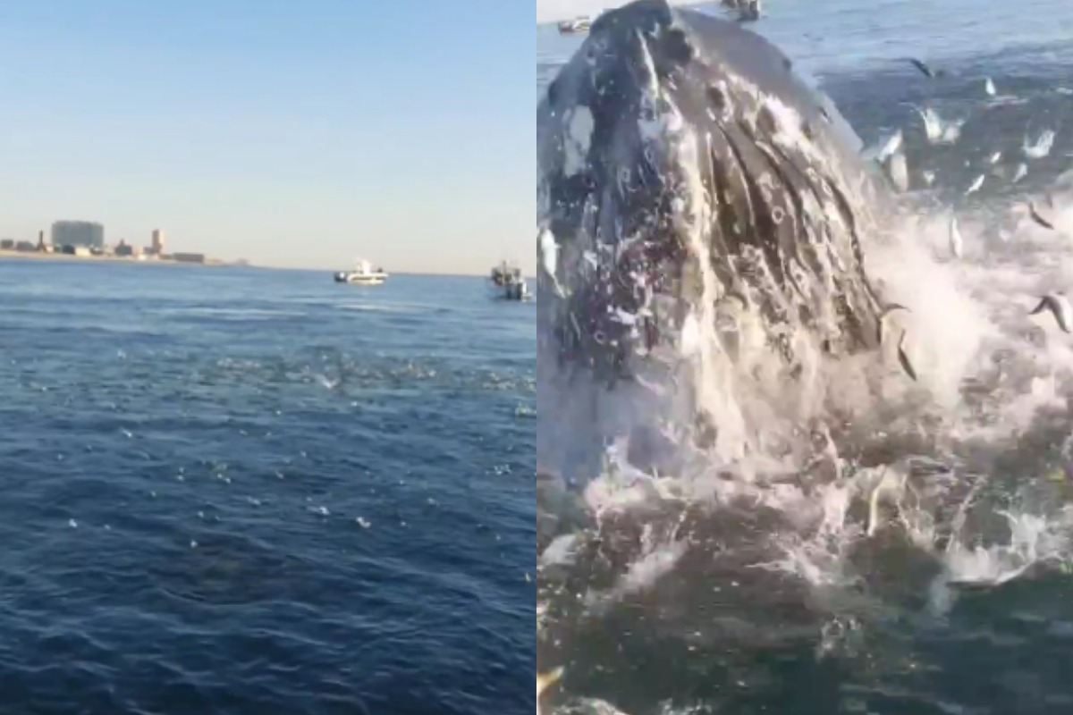 Whale