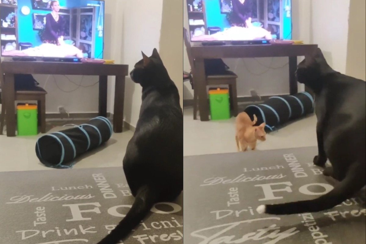 Cat