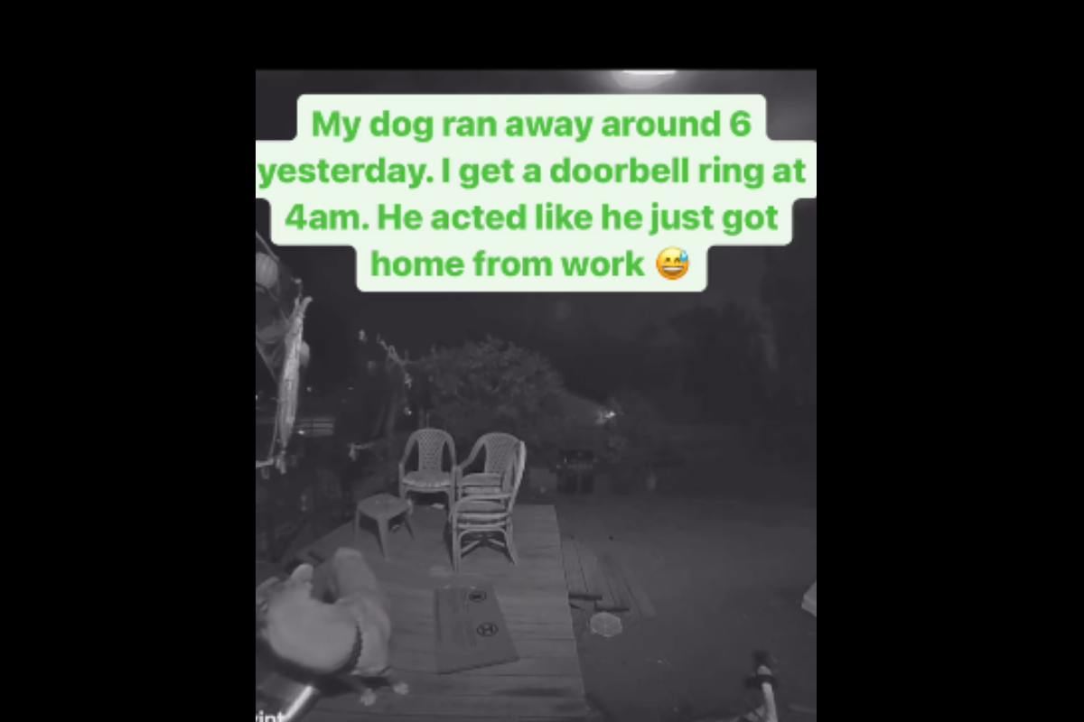 Dog