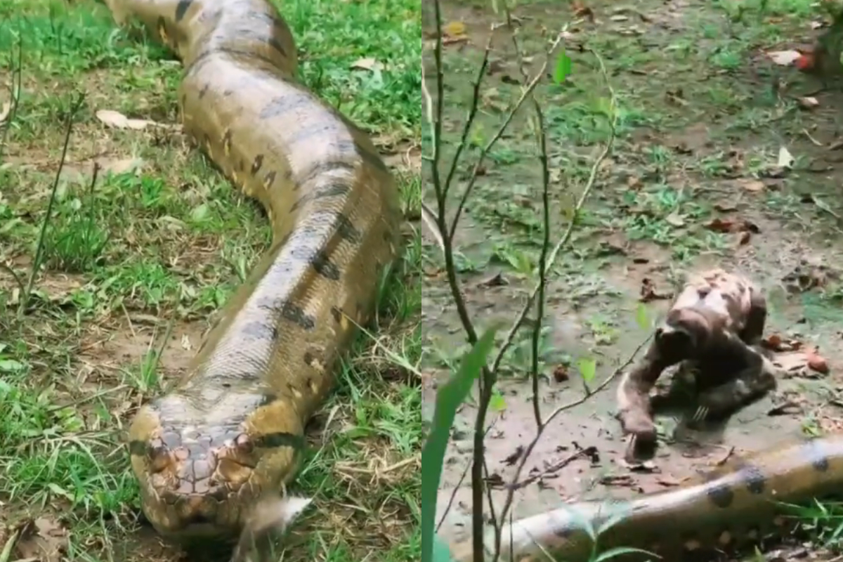 Anaconda