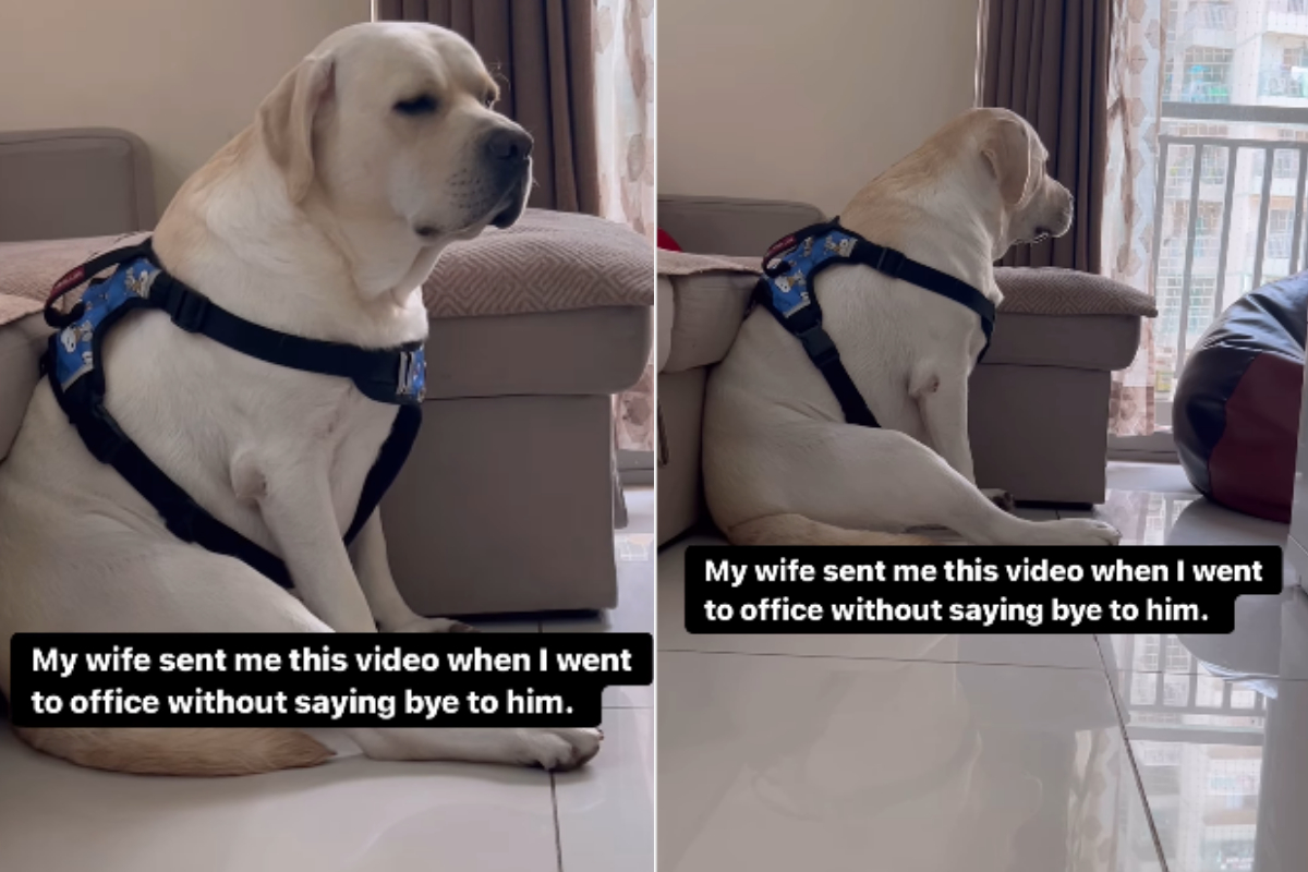 Pet dogs