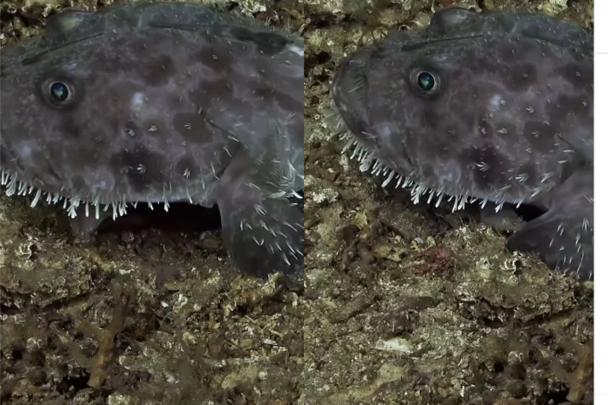 Sea Devil