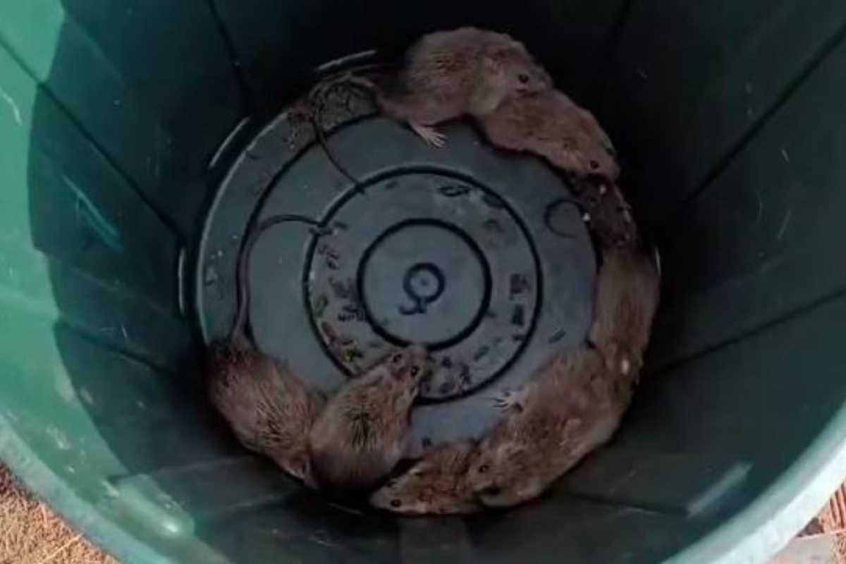 Rat plague reaches fishing