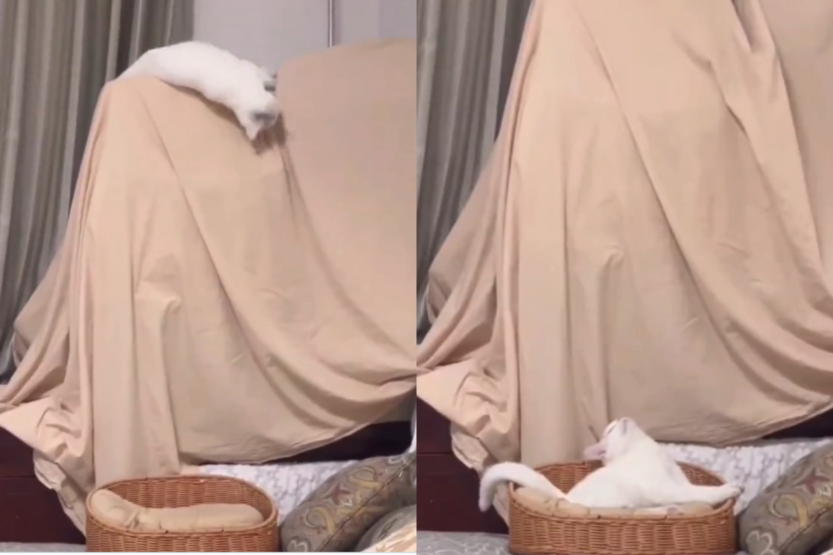 Cat's Sleek Fall