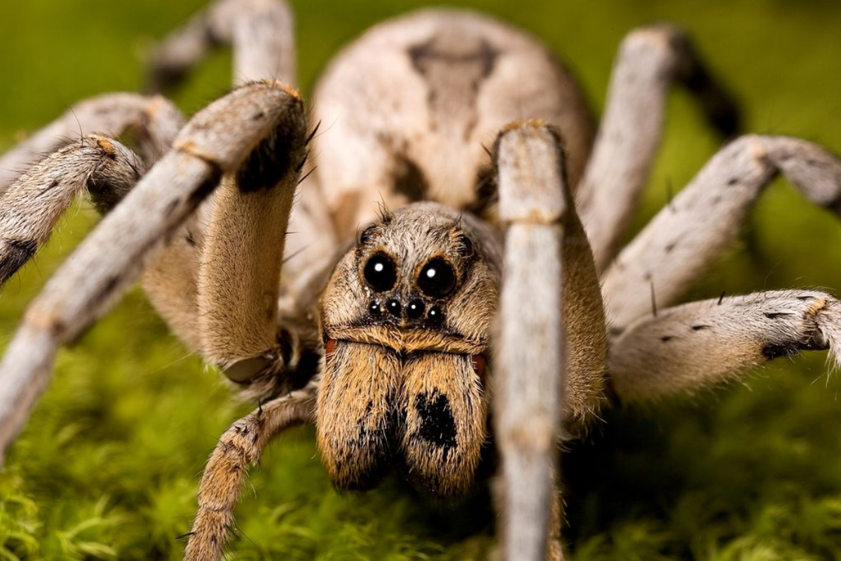 Spider