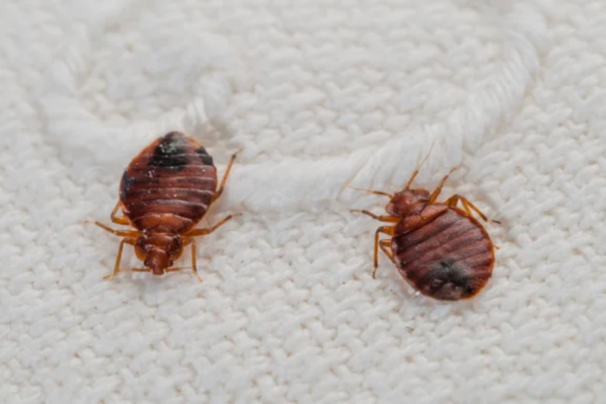 South Korea boosts pest control