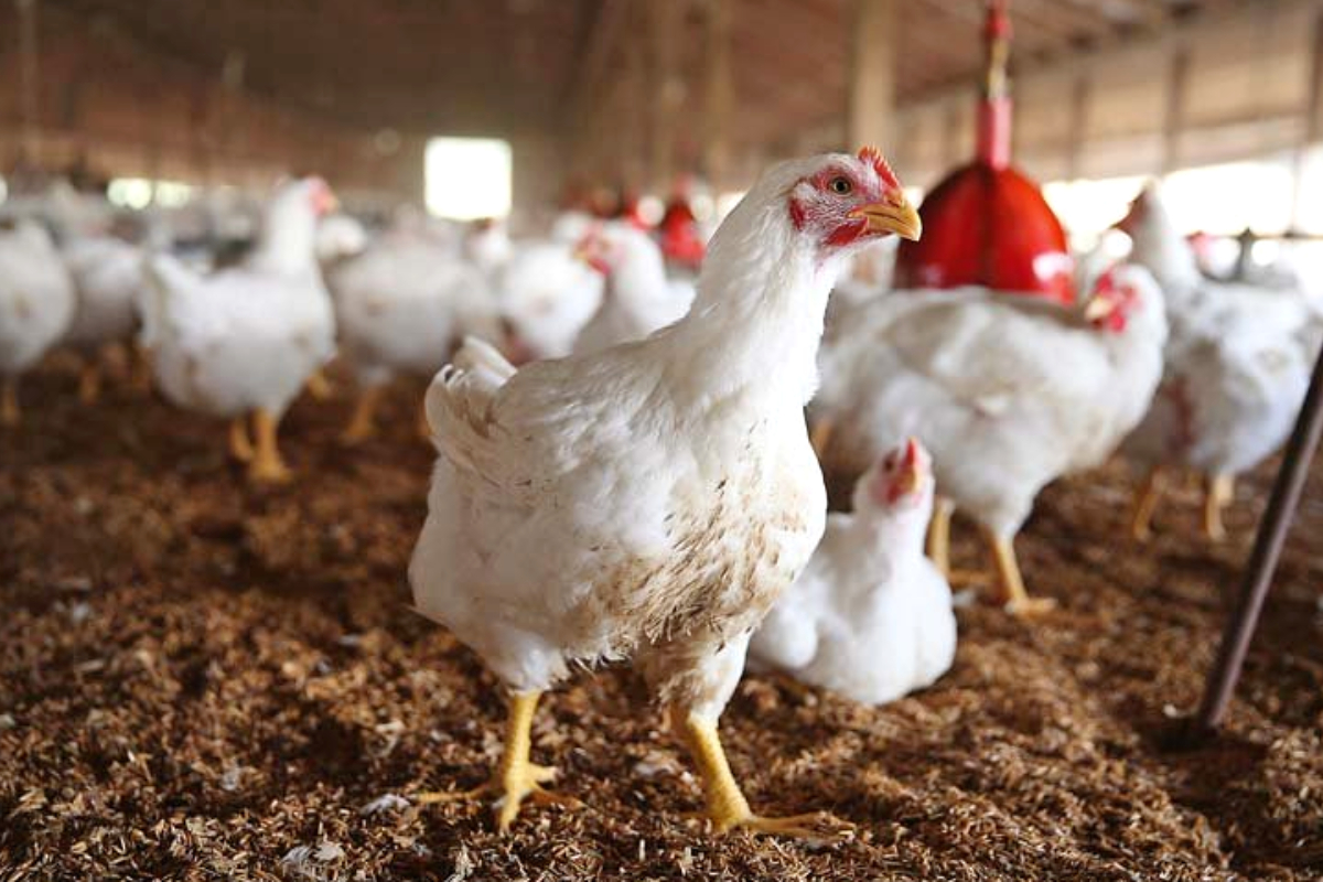 Chicken rates in Lahore today