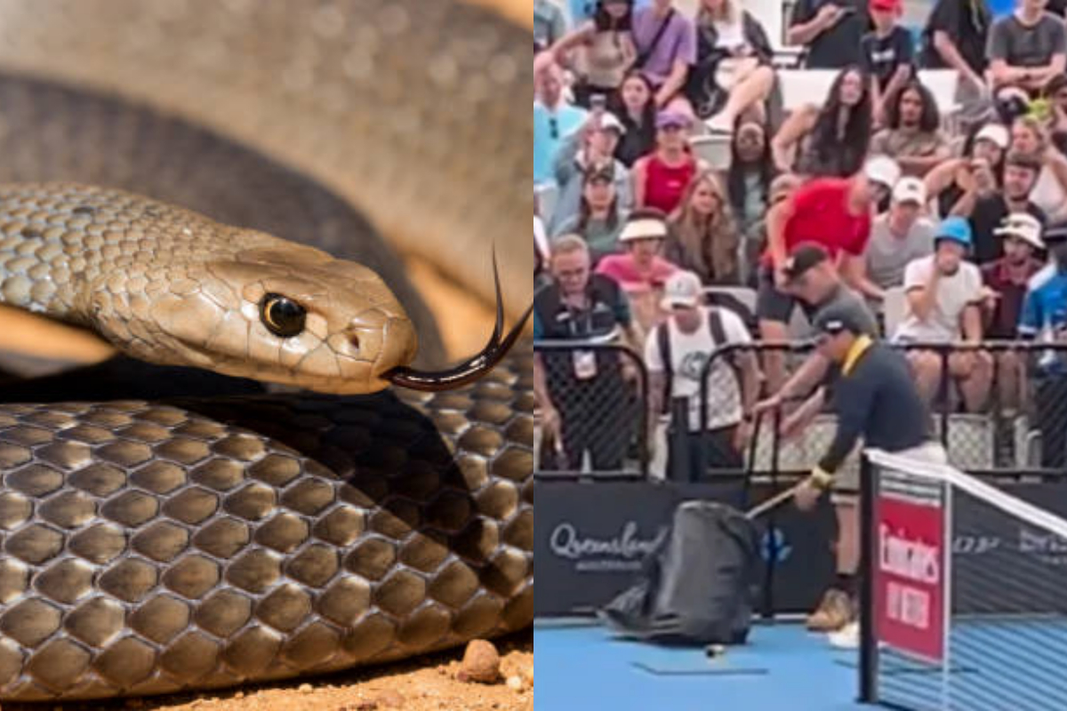 Eastern Brown Snake Slithers onto Tennis Court in Australia