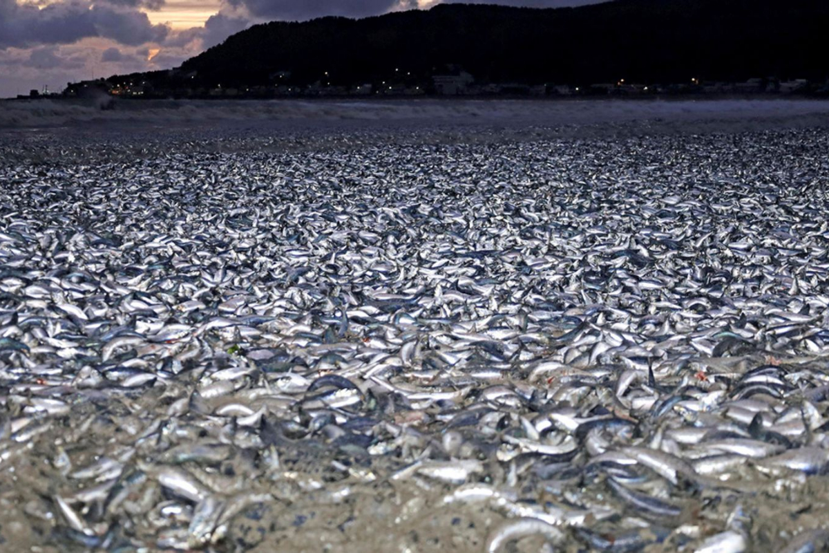 Thousands of Fish Found Dead on Japanese Shoreline in Baffling Incident