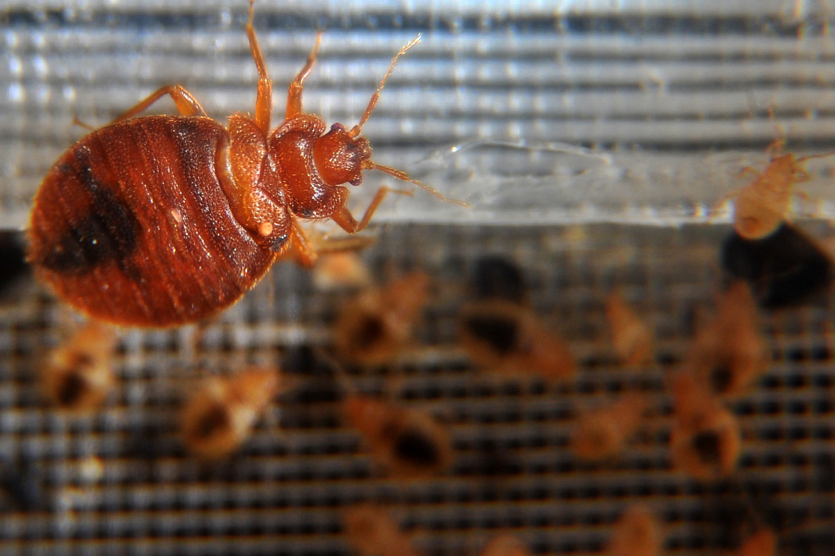 French Authorities arrested two residence on Bedbug Scam