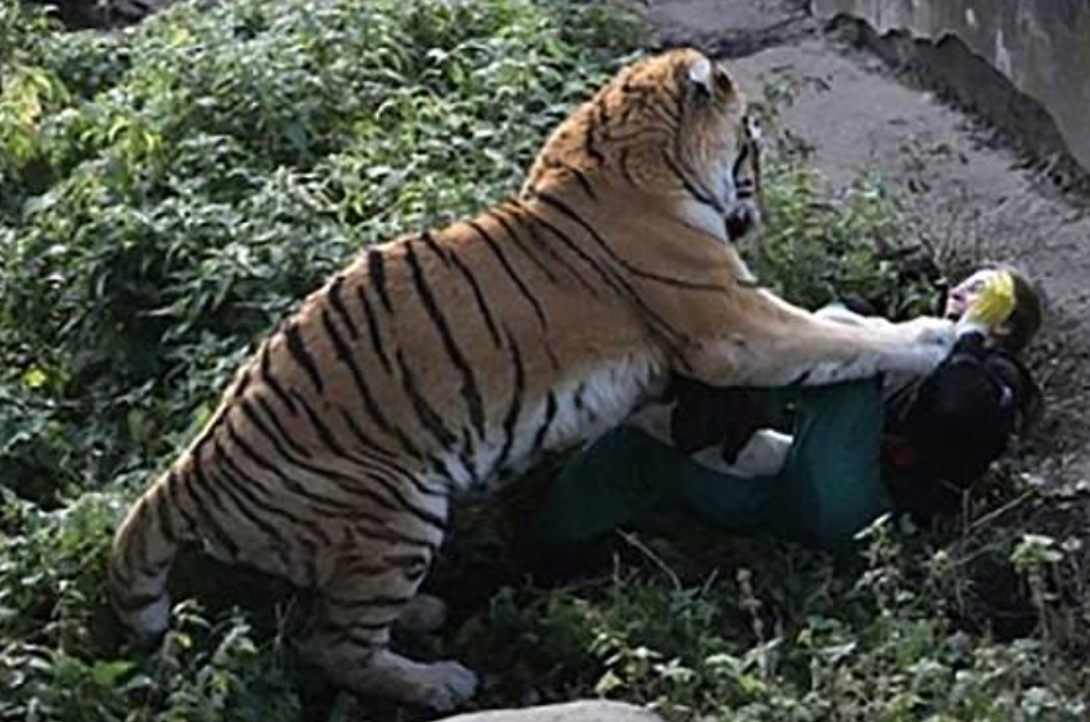 tiger Bahawalpur