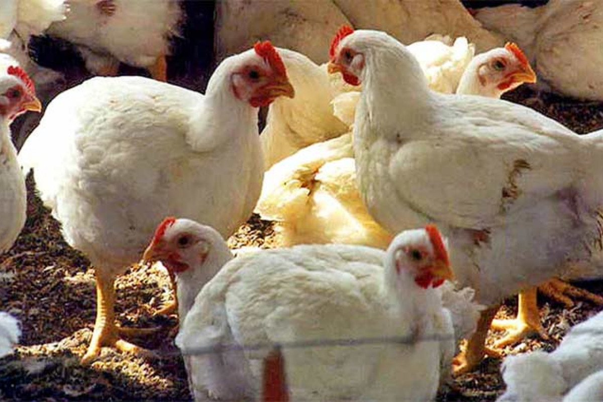 Chicken prices in Quetta