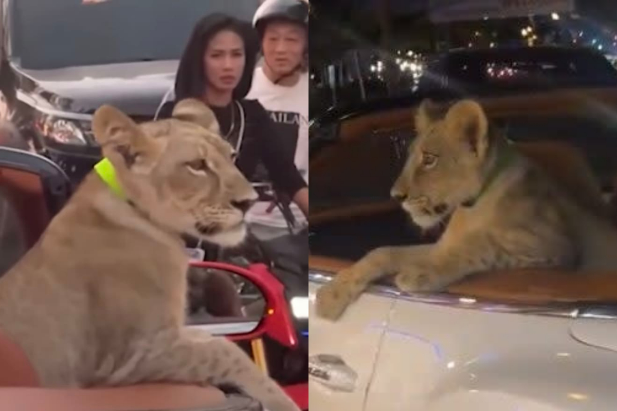 Woman Arrested for Driving with Pet Lion in Convertible Bentley