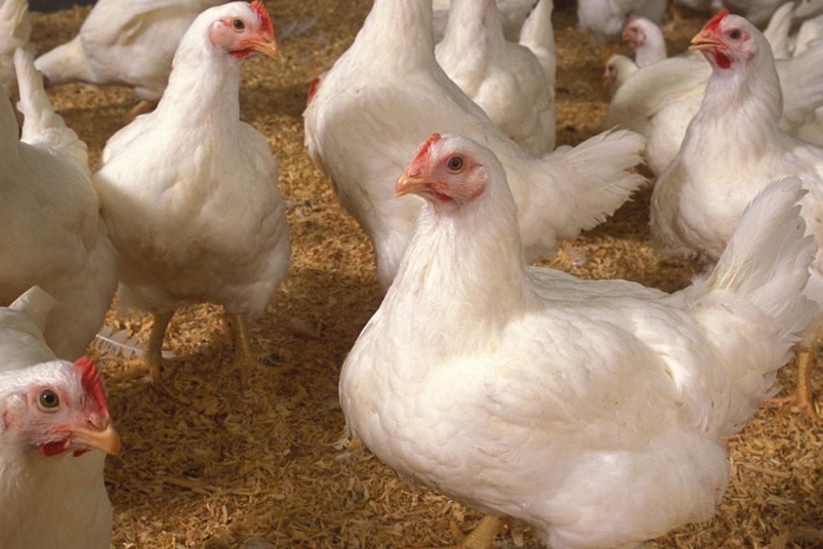 Chicken prices in Pakistan rise once again