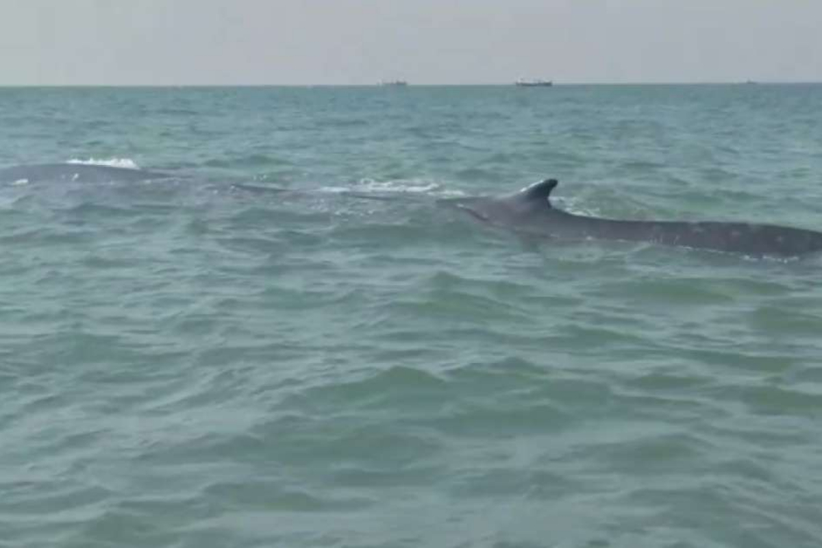 Giant Black Whale Spotted Alive Near Gadani Coastline