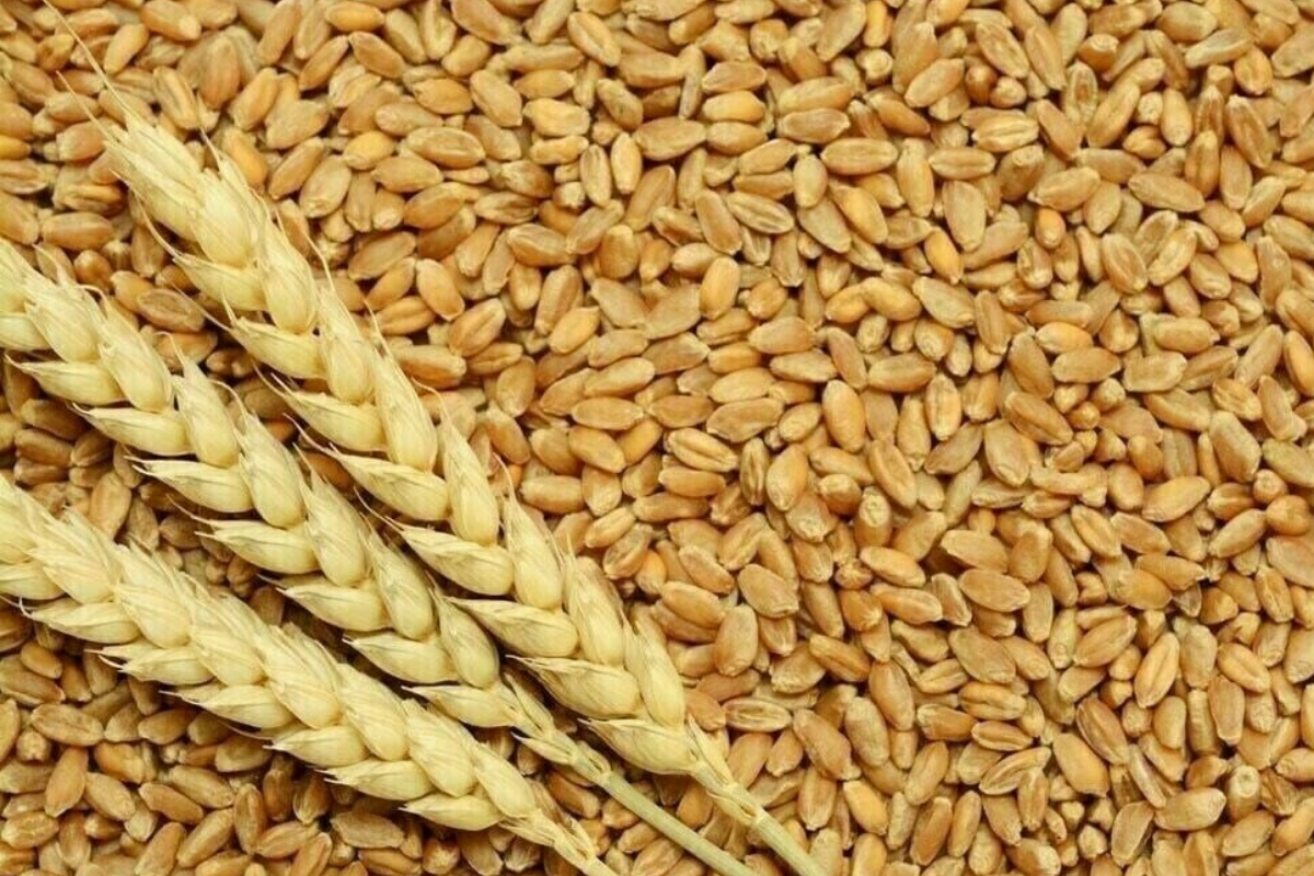 Punjab govt removes restrictions on wheat transport