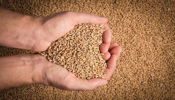 Punjab urged immediate halt to wheat imports, inquiry body detects