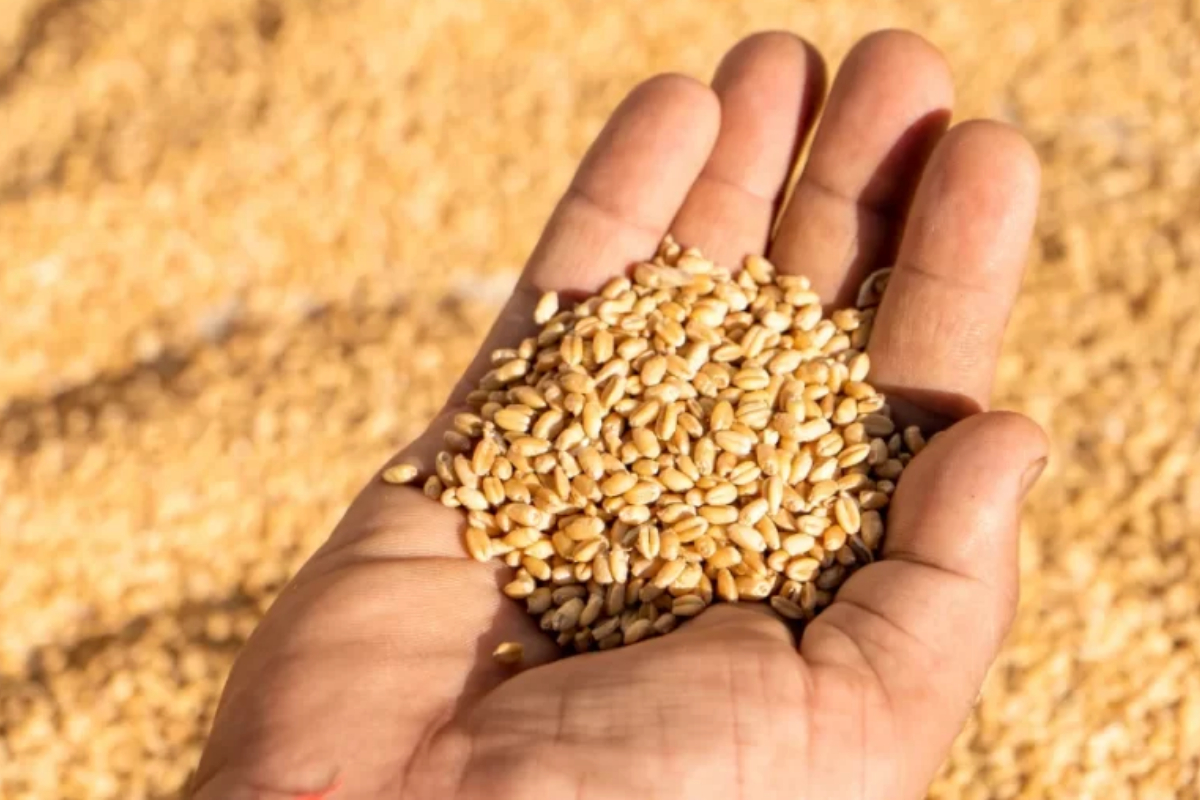Wheat Price in Pakistan