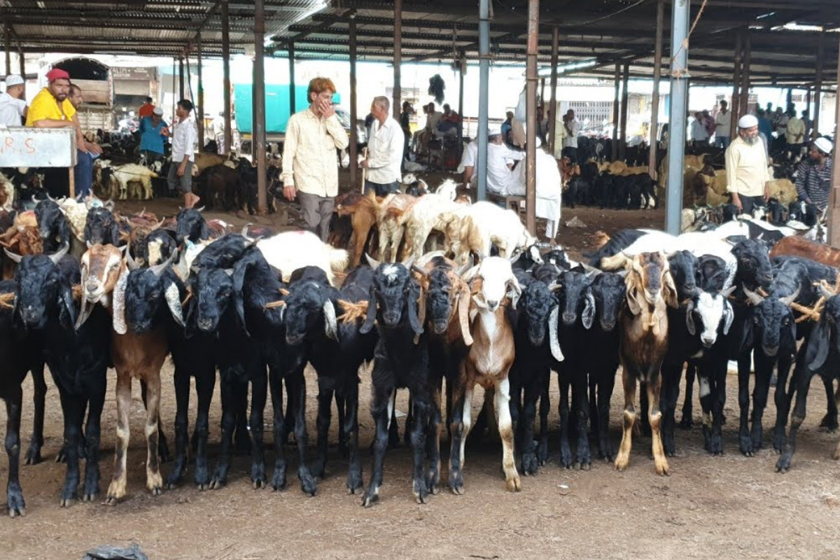 Sindh Eidul Adha 2024