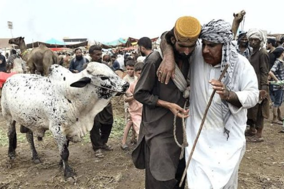 Eid-ul-Adha 2024: Butchers Reveal Animal Qurbani Rates